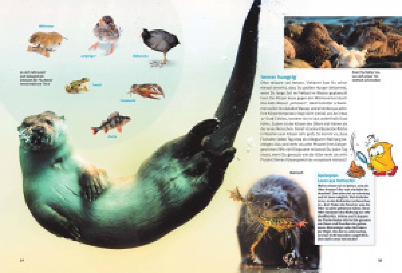 Entdecke die Otter